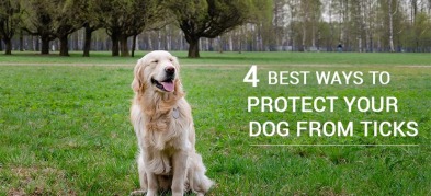 4 Best Ways to Protect your Dog from Ticks