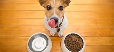 Importance of Essential Nutrients in your Pet’s Diet